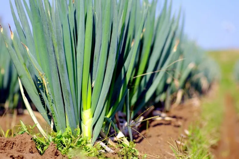 農業（自社採れたて野菜の販売）